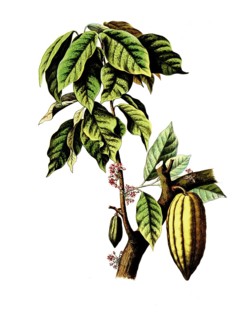 Useful plants, cultivated plants, cocoa tree, Theobroma cacao, school picture, authentic
