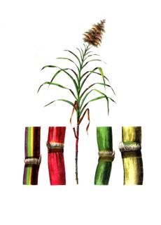 Useful plants, cultivated plants, sugar cane, Saccarum officinarum, school picture, authentic
