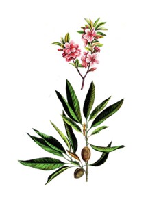 Useful plants, cultivated plants, almond tree, Amygdalus communis, school picture, authentic
