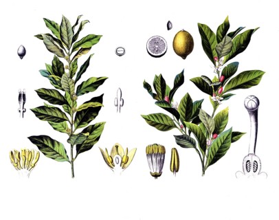 Useful plants, cultivated plants, laurel, Laurus nobilis and lime, citrus limonum, school picture,