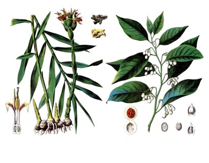 Useful plants, cultivated plants, ginger, Zingiber officinale and nutmeg, Myristica moschata,
