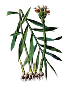 Useful plants, cultivated plants, ginger, Zingiber officinale, school picture, authentic