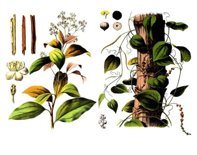 Useful plants, cultivated plants, Ceylon cinnamon tree, Laurus cinnamomum and black pepper, Piper