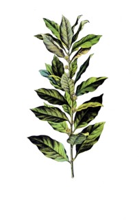 Useful plants, cultivated plants, laurel, Laurus nobilis, school picture, authentic reproduction of