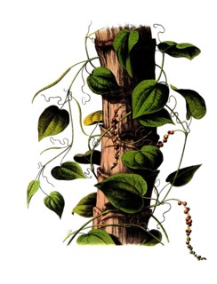 Useful plants, cultivated plants, black pepper, piper nigrum, school picture, authentic