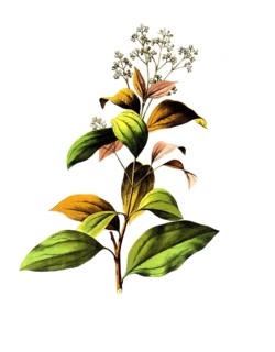 Useful plants, cultivated plants, Ceylon cinnamon tree, Laurus cinnamomum, school picture,