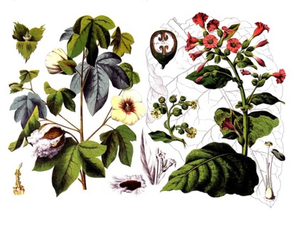 Useful plants, cultivated plants, cotton, Gossypium herbaceum and virginian tobacco, Nicotiana