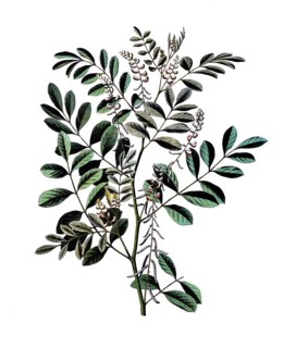 Useful plants, cultivated plants, indigo plant, indigofera tinctoria, school picture, authentic