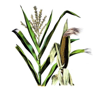 Crop plants, maize, zea maize, school picture, authentic reproduction of a school mural, around