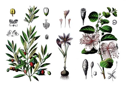 Useful plants, cultivated plants, olive tree, Olea europaea and saffron, Crocus sativus, and caper