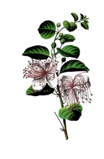 Useful plants, caper bush, Capparis spinosa, school picture, authentic reproduction of a school