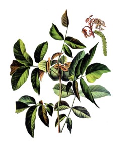 Useful plants, cultivated plants, walnut, Juglans regia, school picture, authentic reproduction of