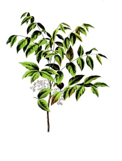 Useful plants, cultivated plants, mahogany tree, Swietenia mahogany, school picture, authentic