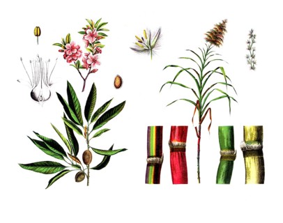 Useful plants, cultivated plants, almond tree, Amygdalus communis and sugar cane, Saccarum
