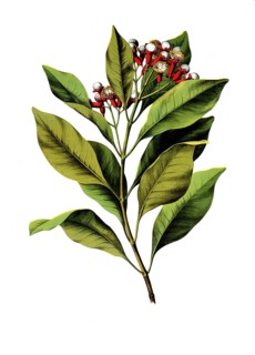 Useful plants, cultivated plants, clove tree, Caryophyllus aromaticus, school picture, authentic