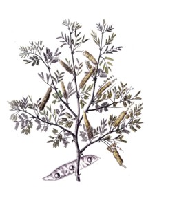 Useful plants, cultivated plants, Verek Gummiacacie, Acacia verek, school picture, authentic