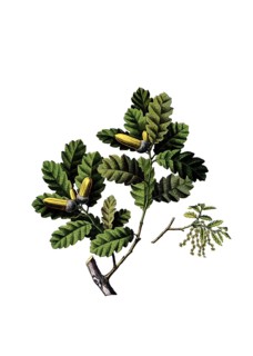 Useful plants, cultivated plants, gall apple oak, Quercus infectoria, school picture, authentic