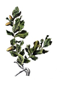 Useful plants, cultivated plants, cork oak, Quercus suber, school picture, authentic reproduction
