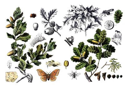Useful plants, cultivated plants, cork oak, Quercus suber and gall apple oak, Quercus infectoria,