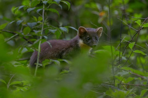 This young pine marten (Martes martes) has probably only recently started hunting on its own, baby