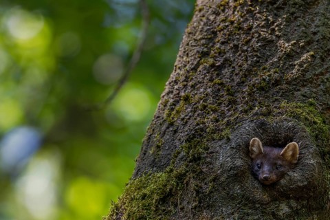 A young pine marten (Martes martes) looks curiously out of a tree hollow, animal children, cute,