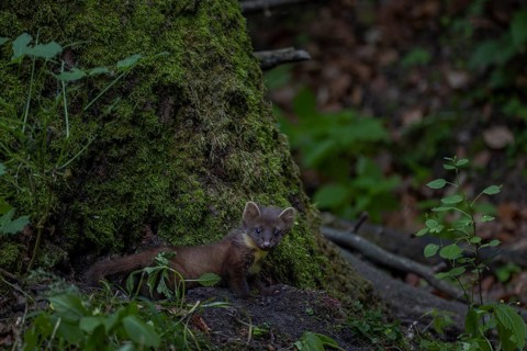 A young pine marten (Martes martes) at the foot of an oak tree, in which the birth den is, animal