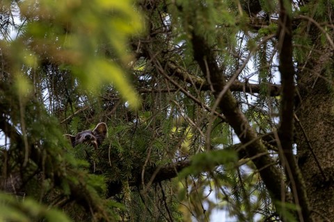 The pine marten (Martes martes) has visibly made itself comfortable on the spruce branch and is