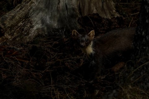 At dusk, the pine marten (Martes martes) goes hunting, night, moonlight, hunting, Denmark