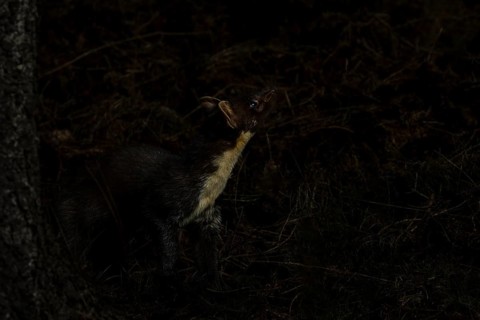 Something in the treetops attracts the attention of the pine marten (Martes martes), perhaps a