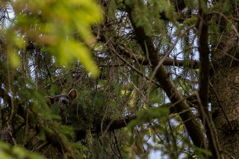 The pine marten (Martes martes) has visibly made itself comfortable on the spruce branch, sleeping