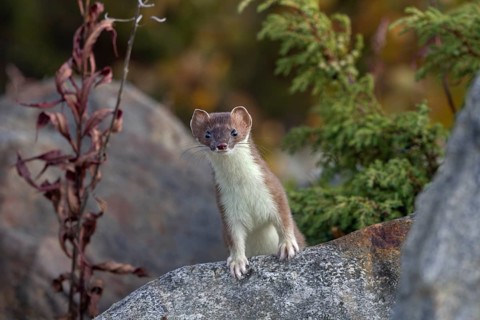 The stoat (Mustela erminea), also known as the great weasel, looks curiously at the photographer,