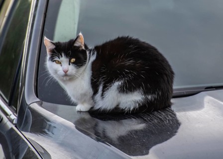 Cat lying on warm hood of a car in Ystad, Skåne County, Sweden, Scandinavia