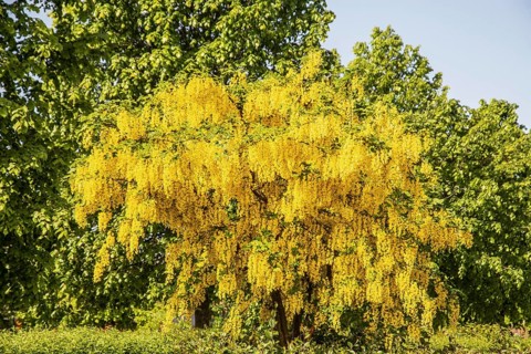 Flowering Golden chain (Laburnum) or Golden rain in Ystad, Skåne county, Sweden, Scandinavia