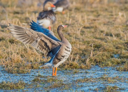 White-fronted goose (Anser albifrons) with spread wings on a wet meadow with other birds, Dümmer