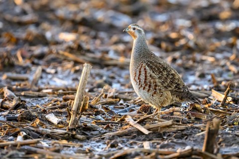 A grey partridge (Perdix perdix) stands on a ground covered with maize stubble in the cold season,