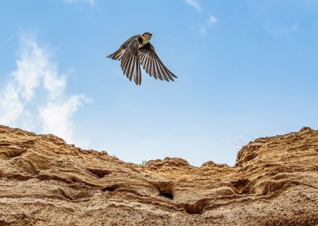 A sand martin (Riparia riparia) flies into the blue sky over a sand excavation with nesting burrows
