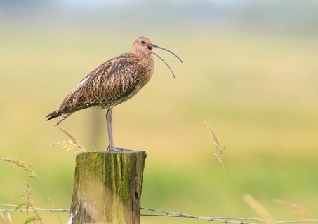 Eurasian curlew (Numenius arquata) calling with long open beak on a fence post in green