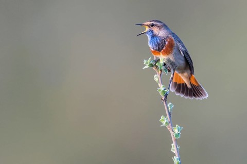 A bluethroat (Luscinia svecica) with colourful plumage sings on a branch in a natural environment,