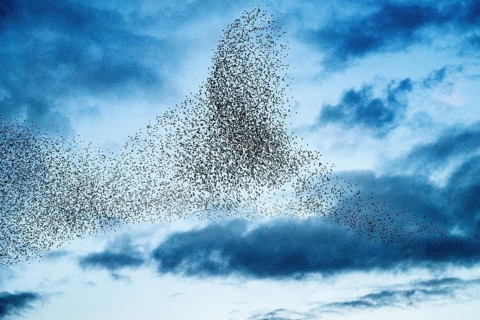 Hüde, Lower Saxony, Germany, Large flock of starlings (Sturnus vulgaris) flying in cloudy sky,