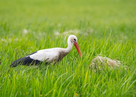 A stork (Ciconia ciconia) stands in the tall grass next to its nest in a green meadow, Dümmer
