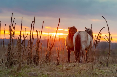 Two Konik horses, an ancient breed descended from Equus ferus ferus (Tarpan), stand in a meadow in
