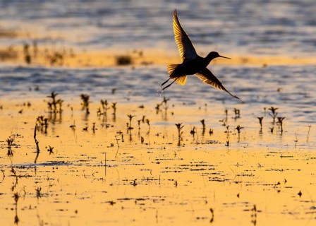 A redshank (Tringa totanus) flies just above the surface of the water in the golden light of