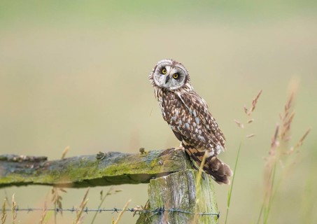 Short-eared owl (Asio flammeus) sitting on a fence post and looking attentively with its head