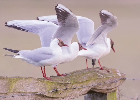 Three black-headed gulls (Larus ridibundus) landing on a fence, wings outstretched, Dümmer nature
