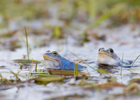 Two moor frogs (Rana arvalis) in the water with plants in the background, Dümmer nature park Park,