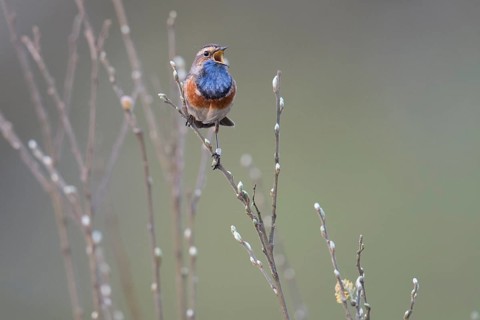 A bluethroat (Luscinia svecica) with colourful plumage sings on a branch in a natural environment,
