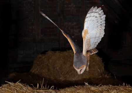 A barn owl (Tyto alba) flies in the dark over hay bales in a rural setting, Dümmer nature park