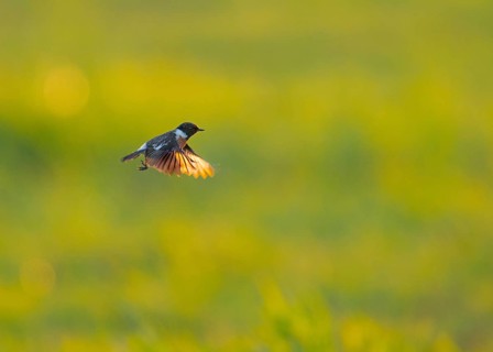 Stonechat (Saxicola rubicola) in flight against a blurred green background, Dümmer nature park