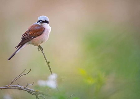 A male red-backed shrike (Lanius collurio) sitting on a thin branch with blurred background, Dümmer