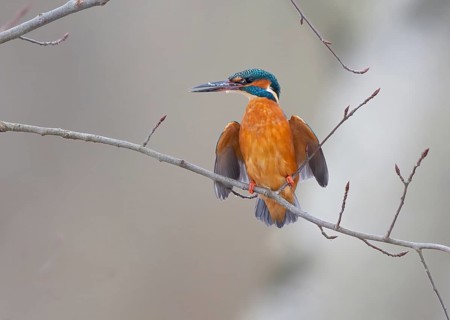 A kingfisher (Alcedo atthis) sits colourfully on a bare branch with a neutral background and shows